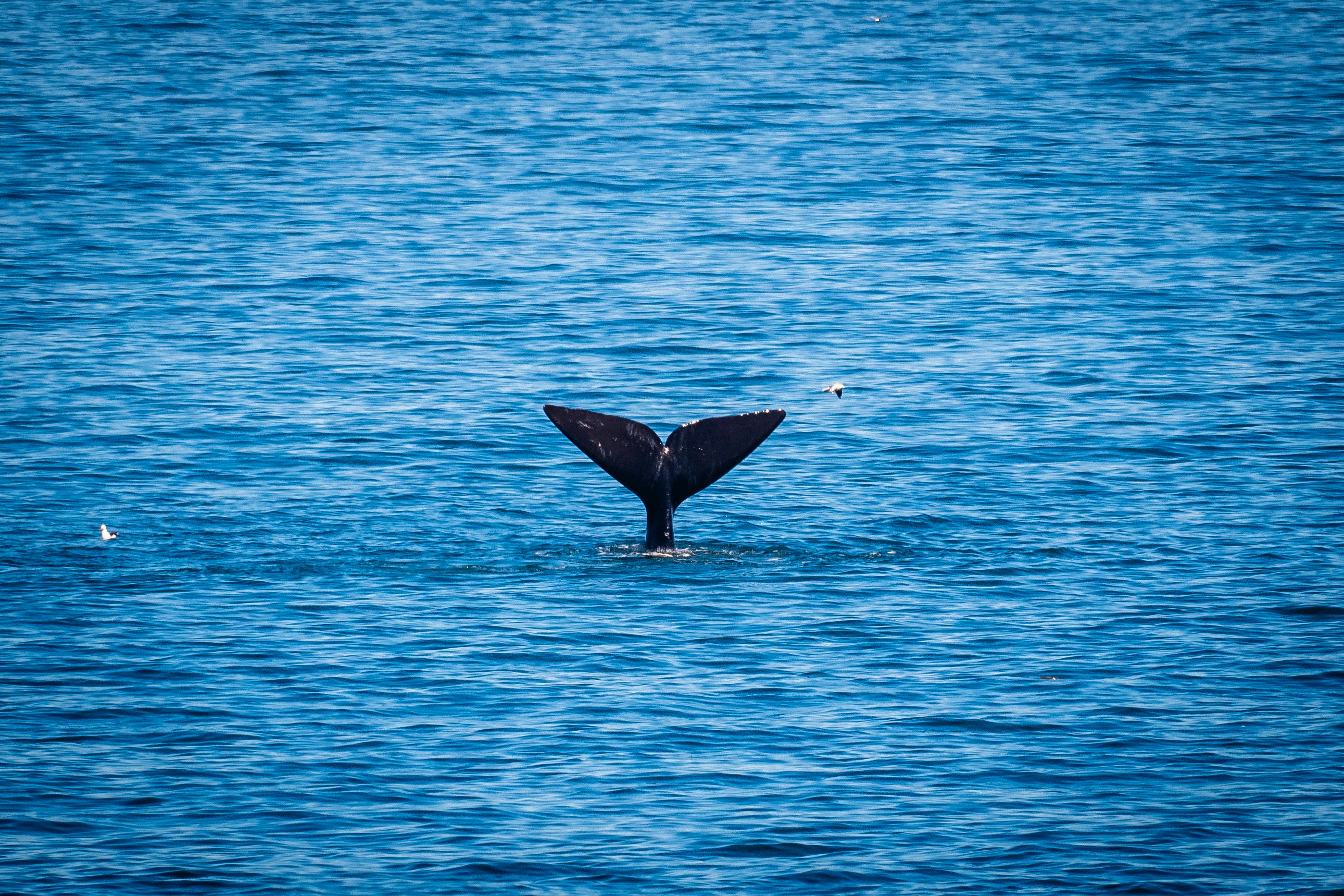 The Whale Coast