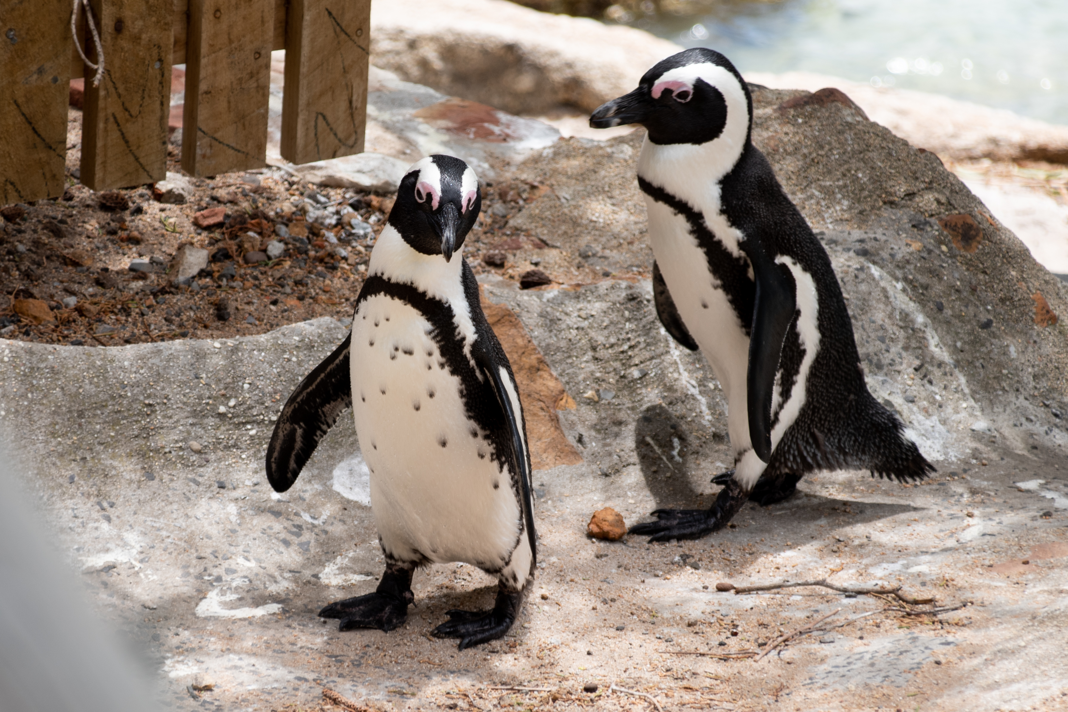 Simon’s Town Stories & Penguins