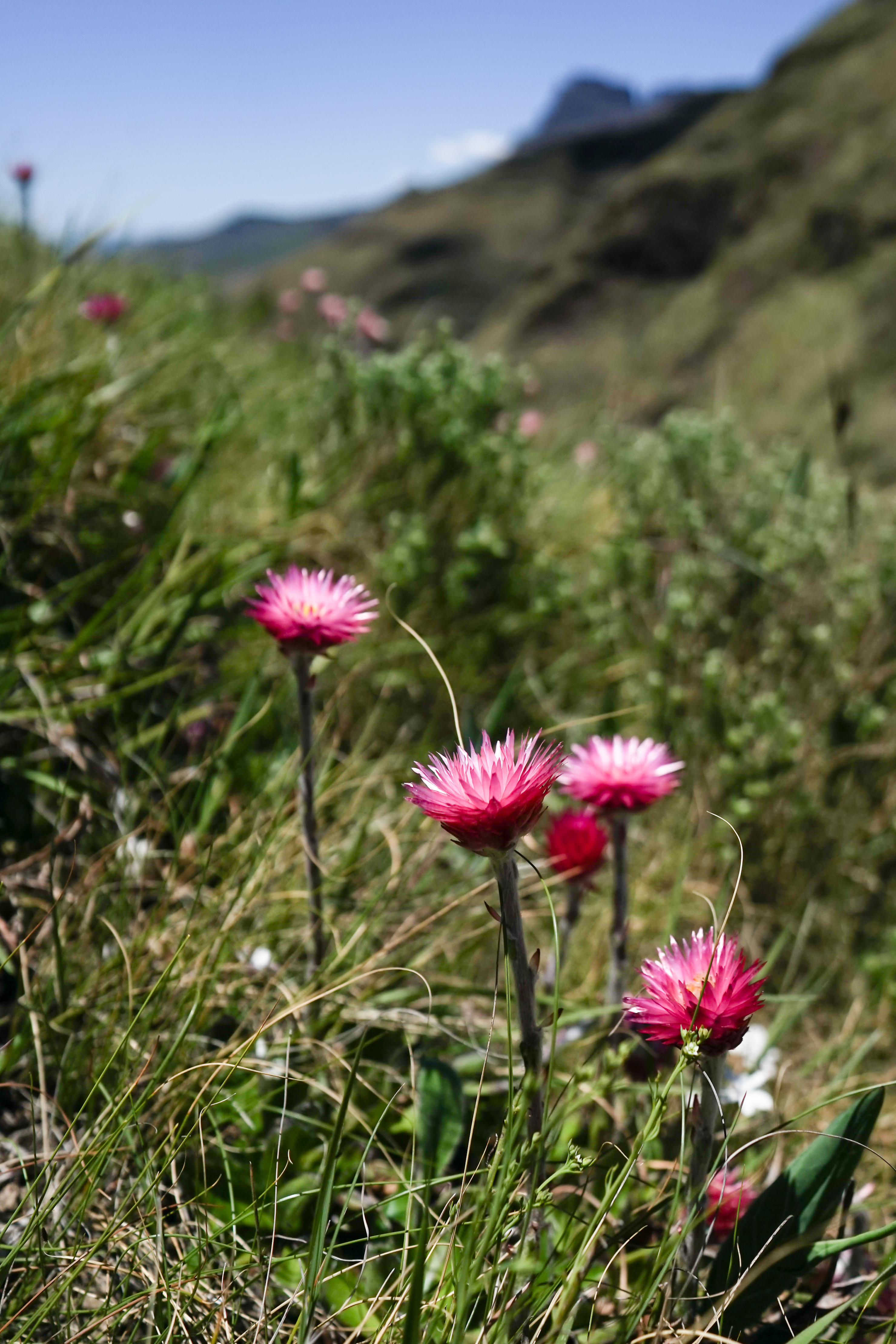 Drakensberg views
